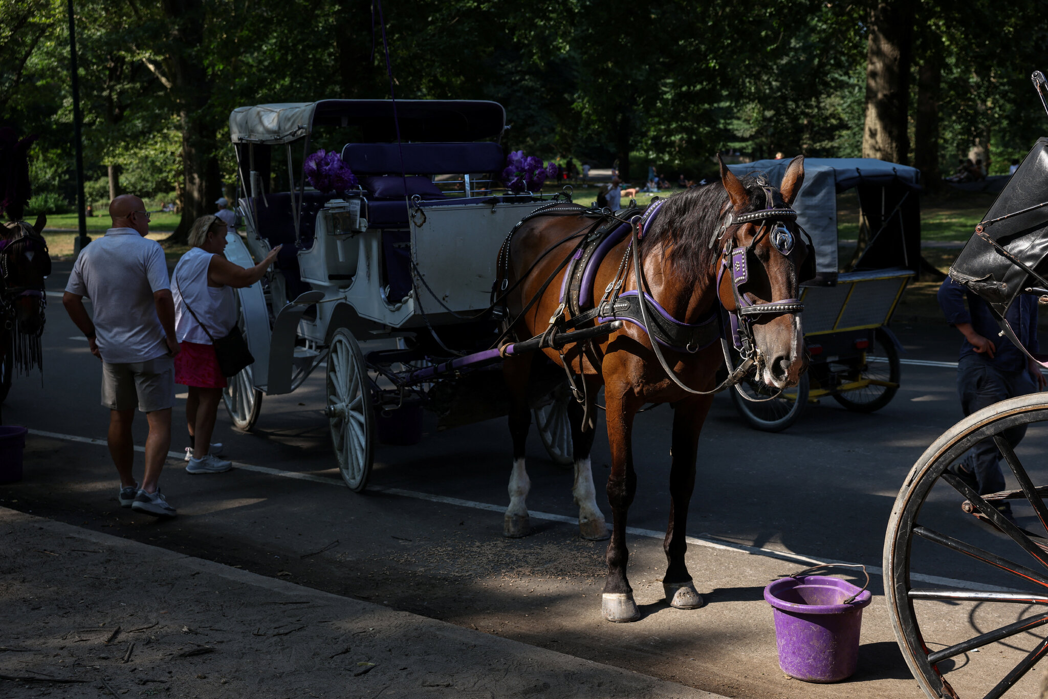 Ban on Horse-Drawn Carriages Is Backed by Key N.Y.C. Official