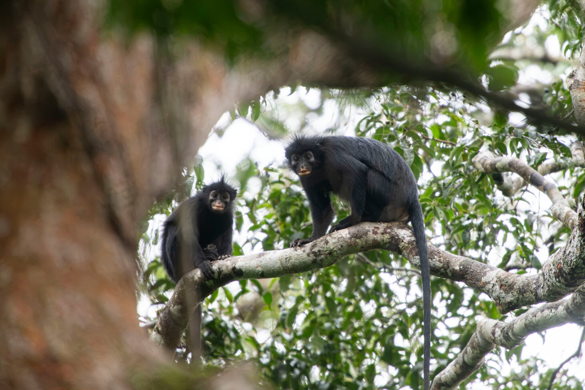 Meet Earth’s Newest Monkey. (And Check Out Its Orange Lips.)