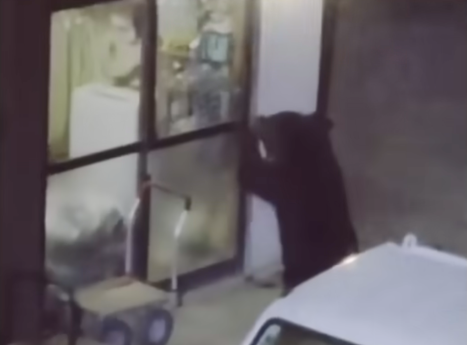 Brazen Japanese Bears Are Breaking Into Homes and Raiding Pantries