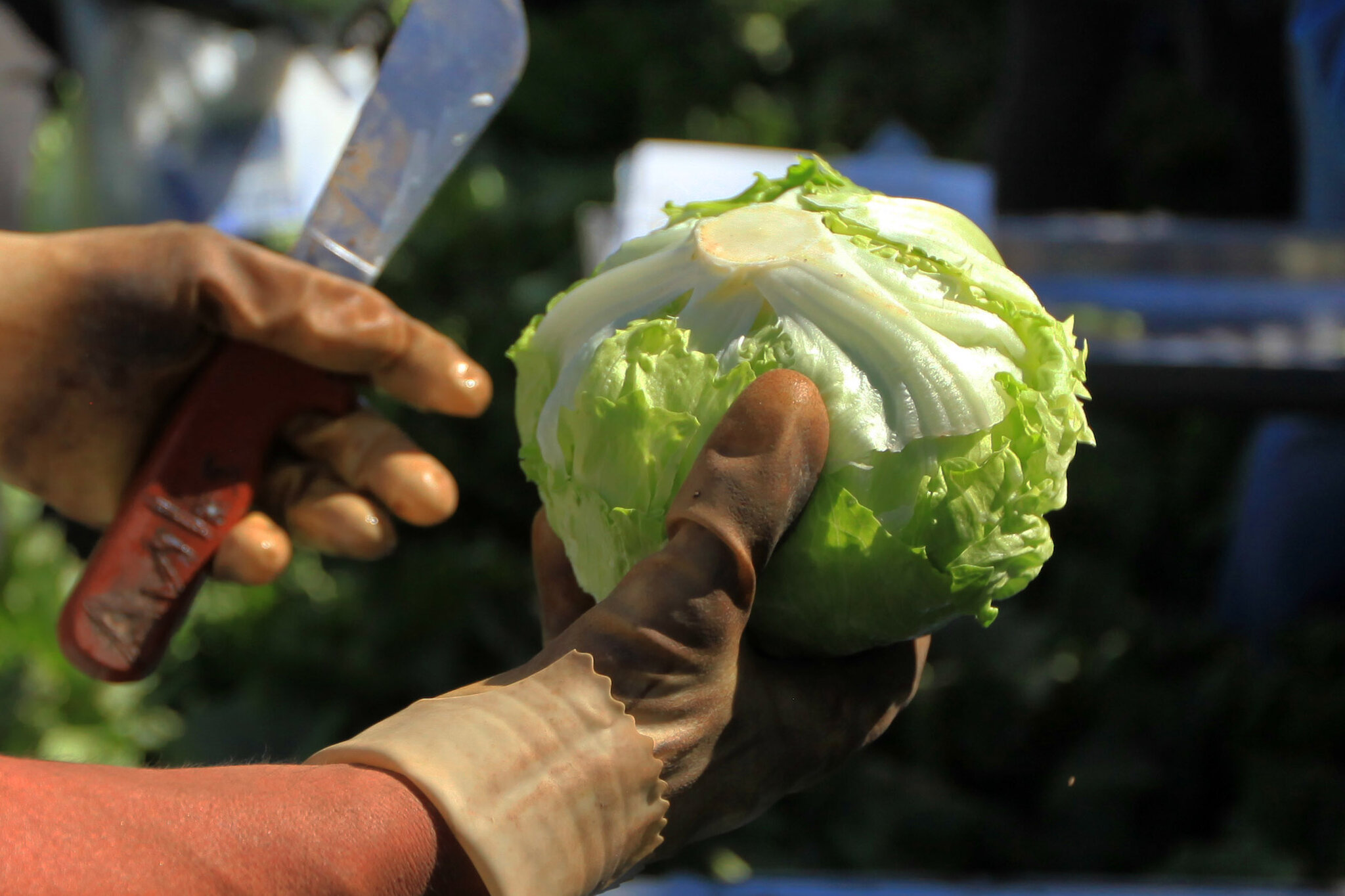 Is It Safe to Eat Lettuce?