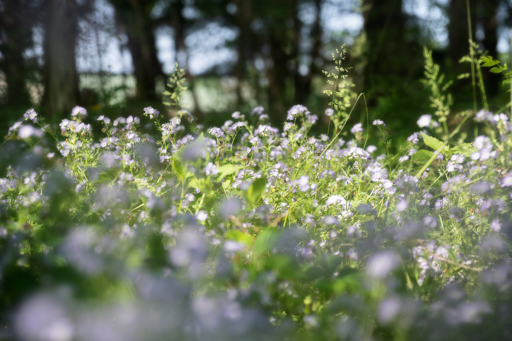 I Wanted an Ecologically Responsible Garden. It Was Harder Than I Thought.