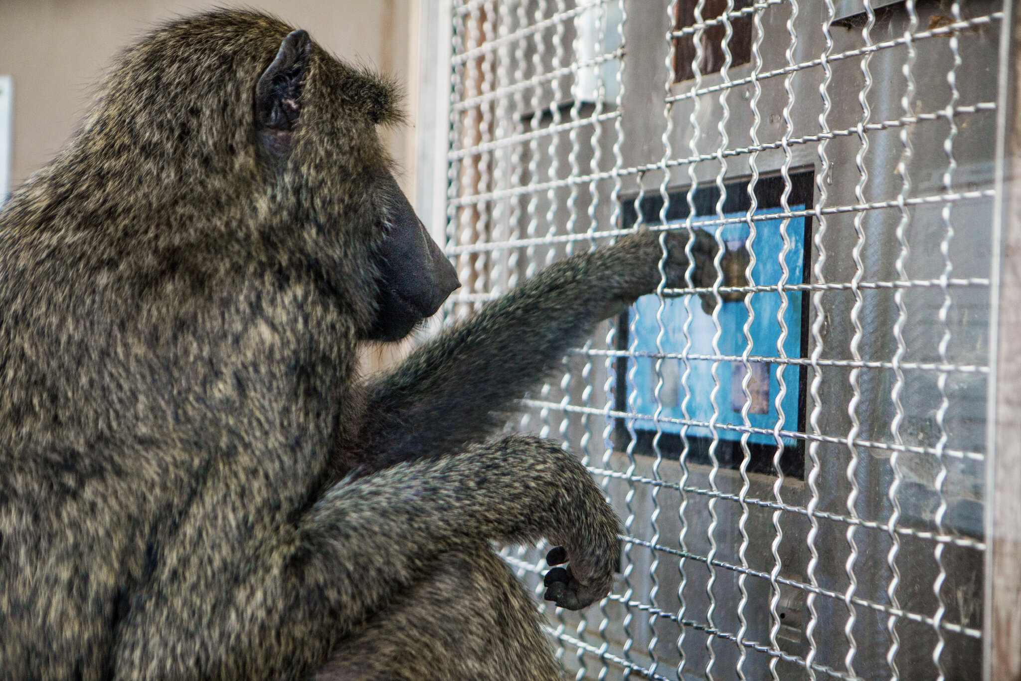 Monkeys Understand Shapes in Almost the Same Way as Humans