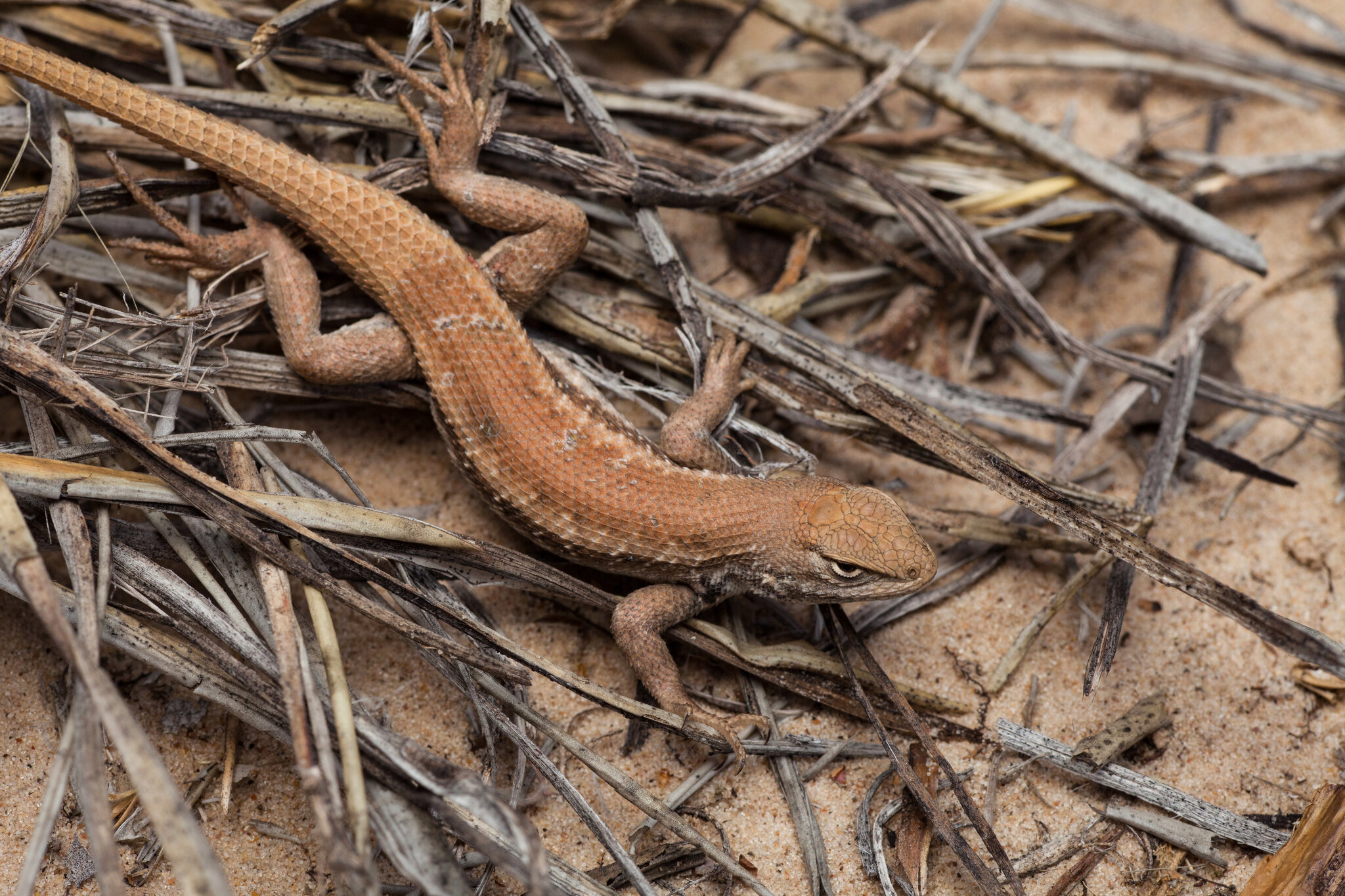 Judge Strips Protections for Imperiled Lizard at Trump Administration’s Behest