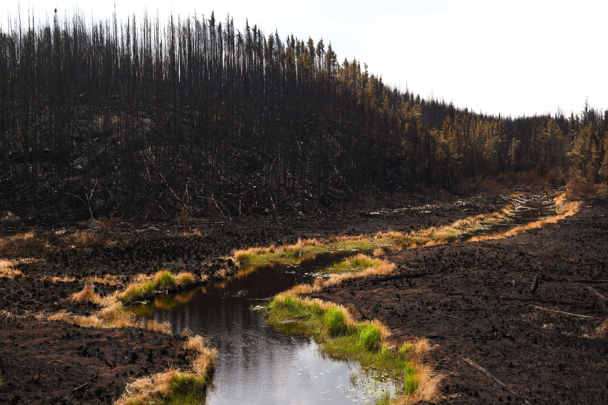 ‘Help Never Came.’ Canadian Wildfire Evacuees Want to Know Why.