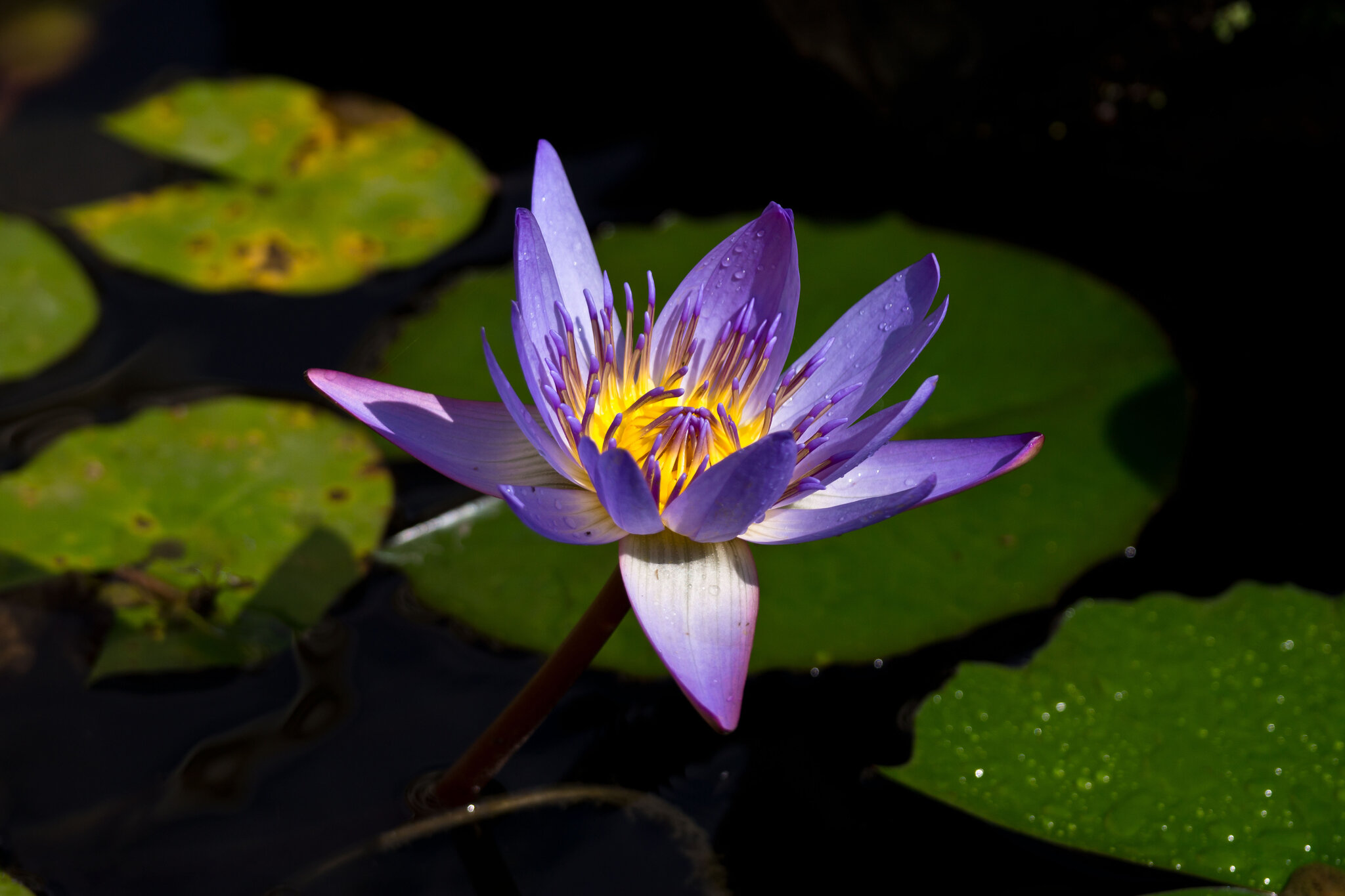 What Were the Lotus-Eaters Eating?