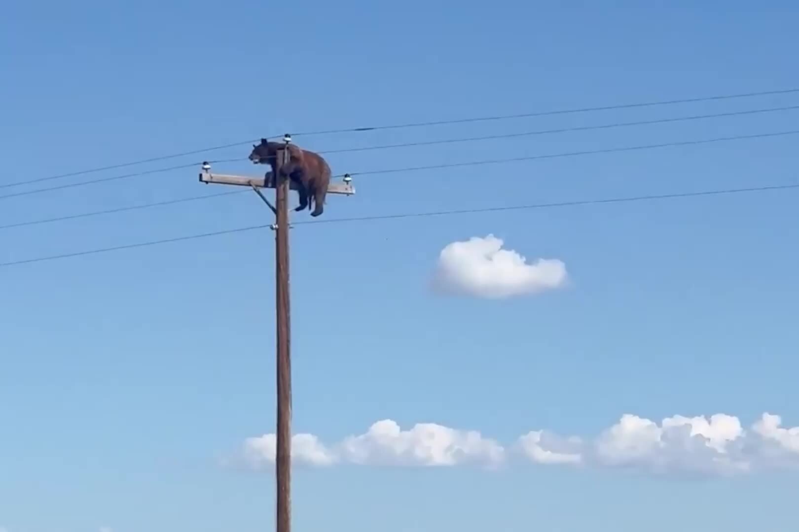 ‘Heartbreaking’ Video Shows Bear Before It Was Electrocuted Atop Utility Pole