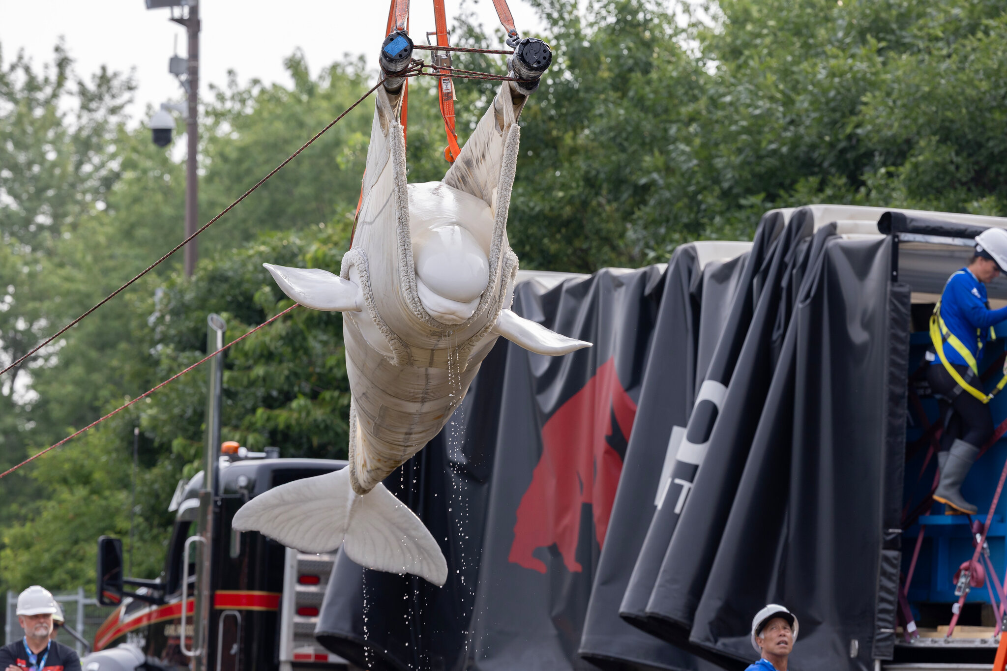 How Do You Move 30 Beluga Whales? With Cranes, Planes and Anti-Anxiety Medicine.
