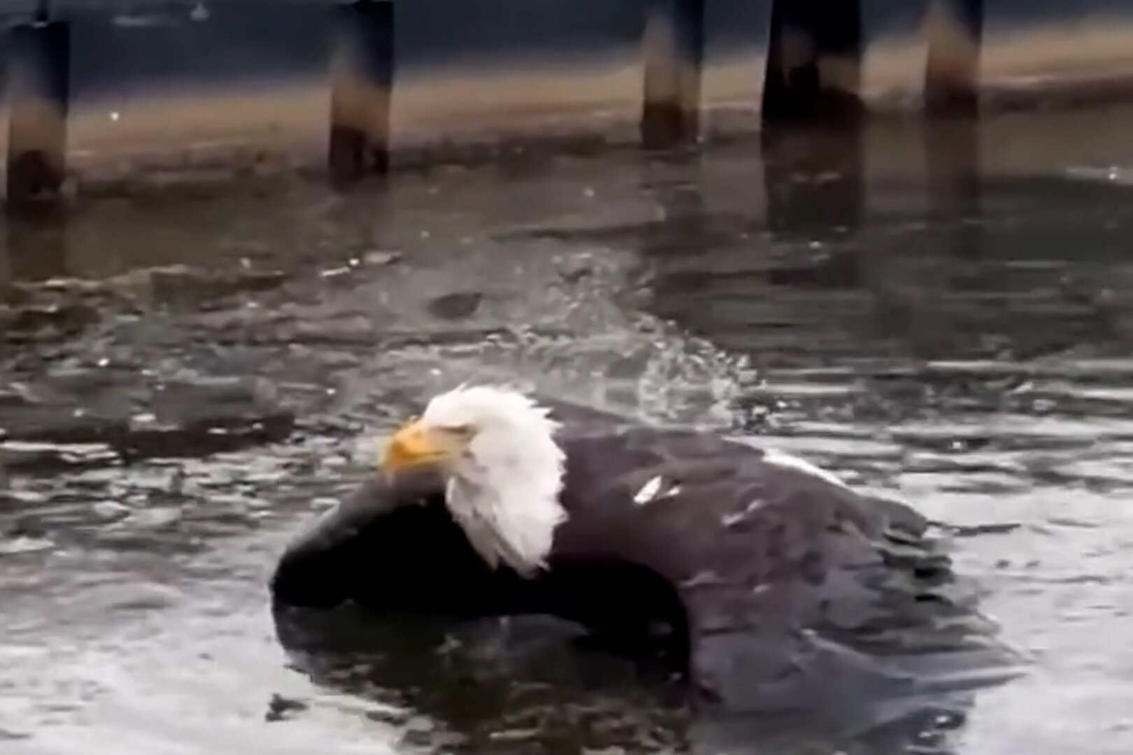 Jackie, Bald Eagle and Webcam Star, Is Recovering After an Attack in California