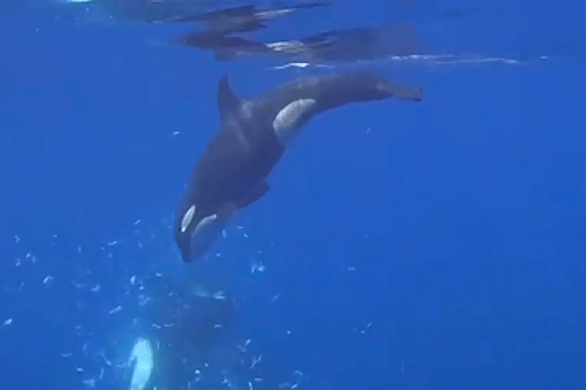 How to Eat a 2,000-Pound Fish? These Orcas Choose to Pulverize It.