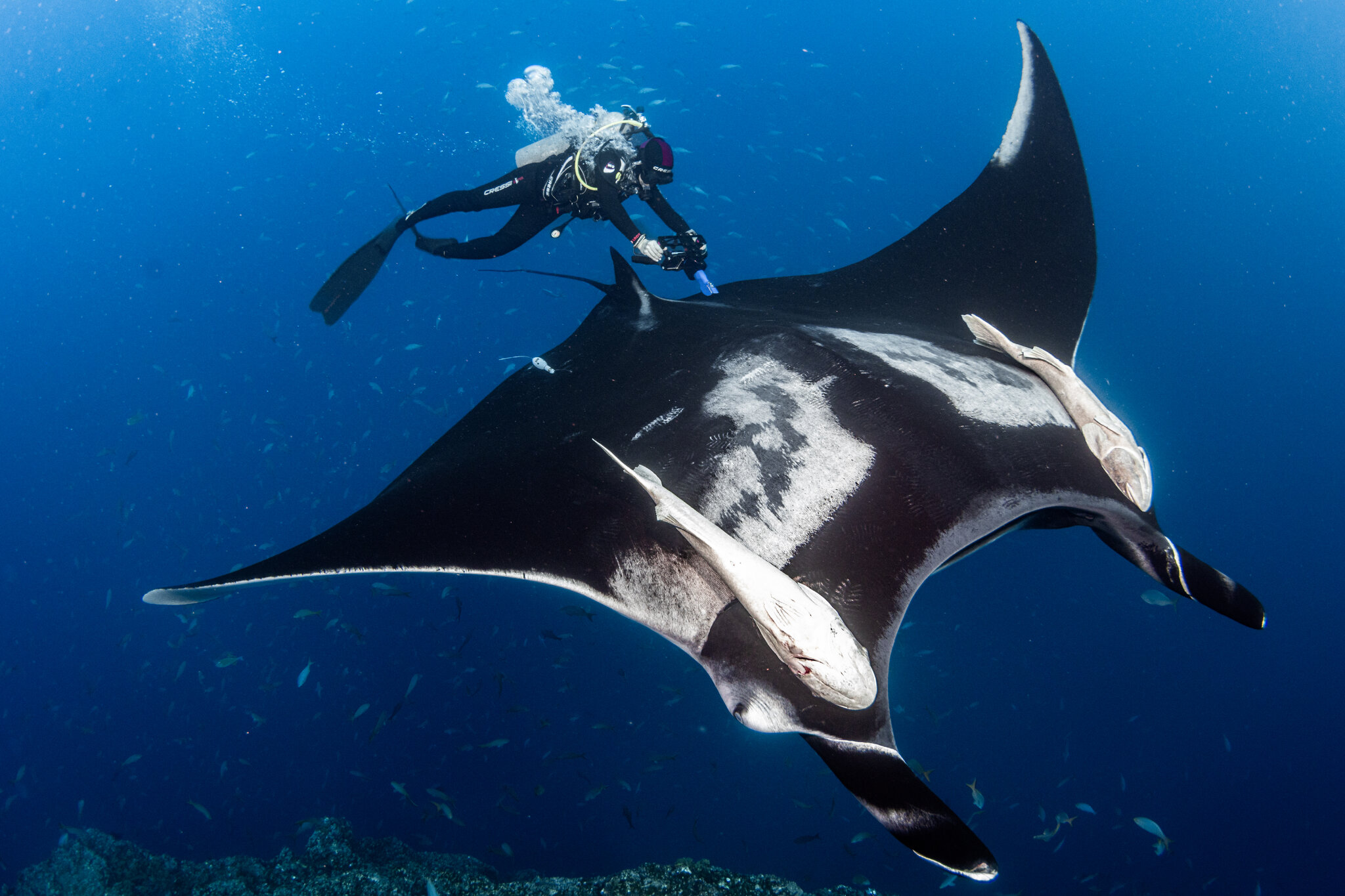 How to Tell if a Giant Manta Is Pregnant? Give Her an Ultrasound.
