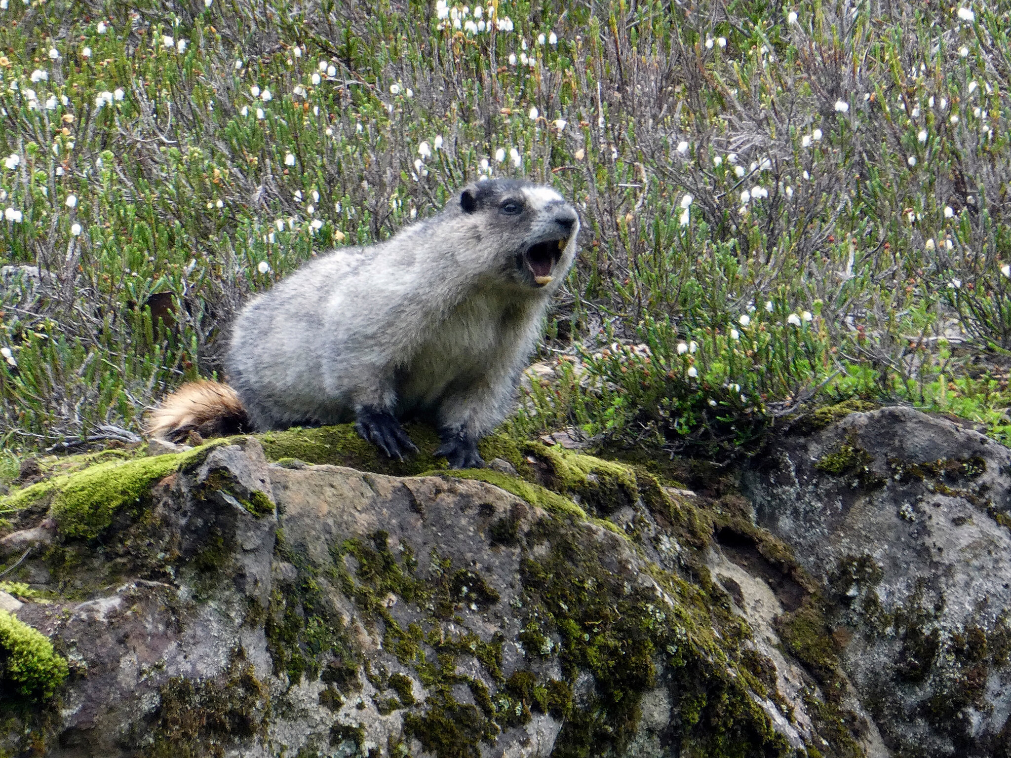 ‘OnlyMarms’: Marmots Are on OnlyFans to Raise Money for Research
