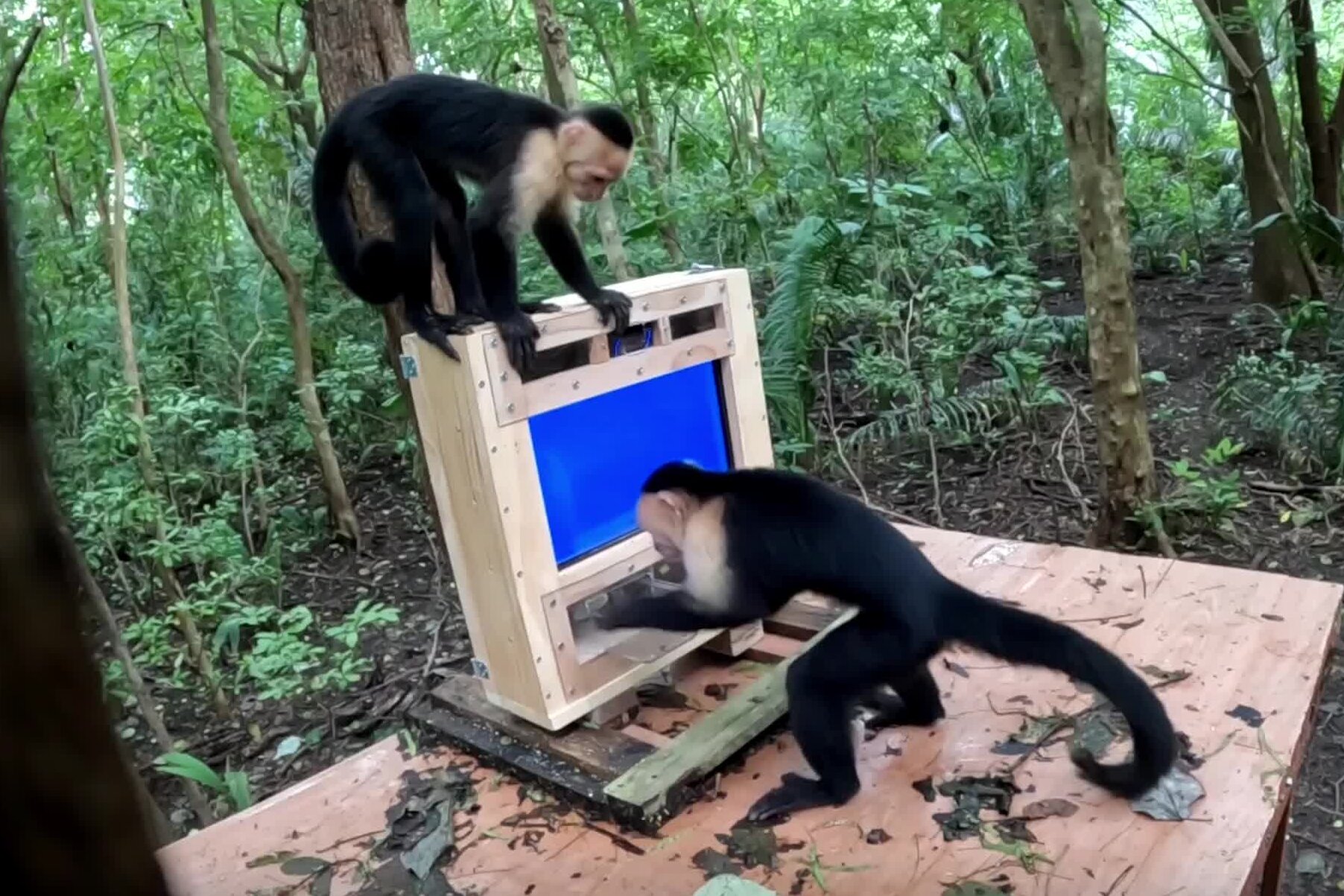 In This Costa Rican Forest, Monkeys Come Face-to-Face With A.I.