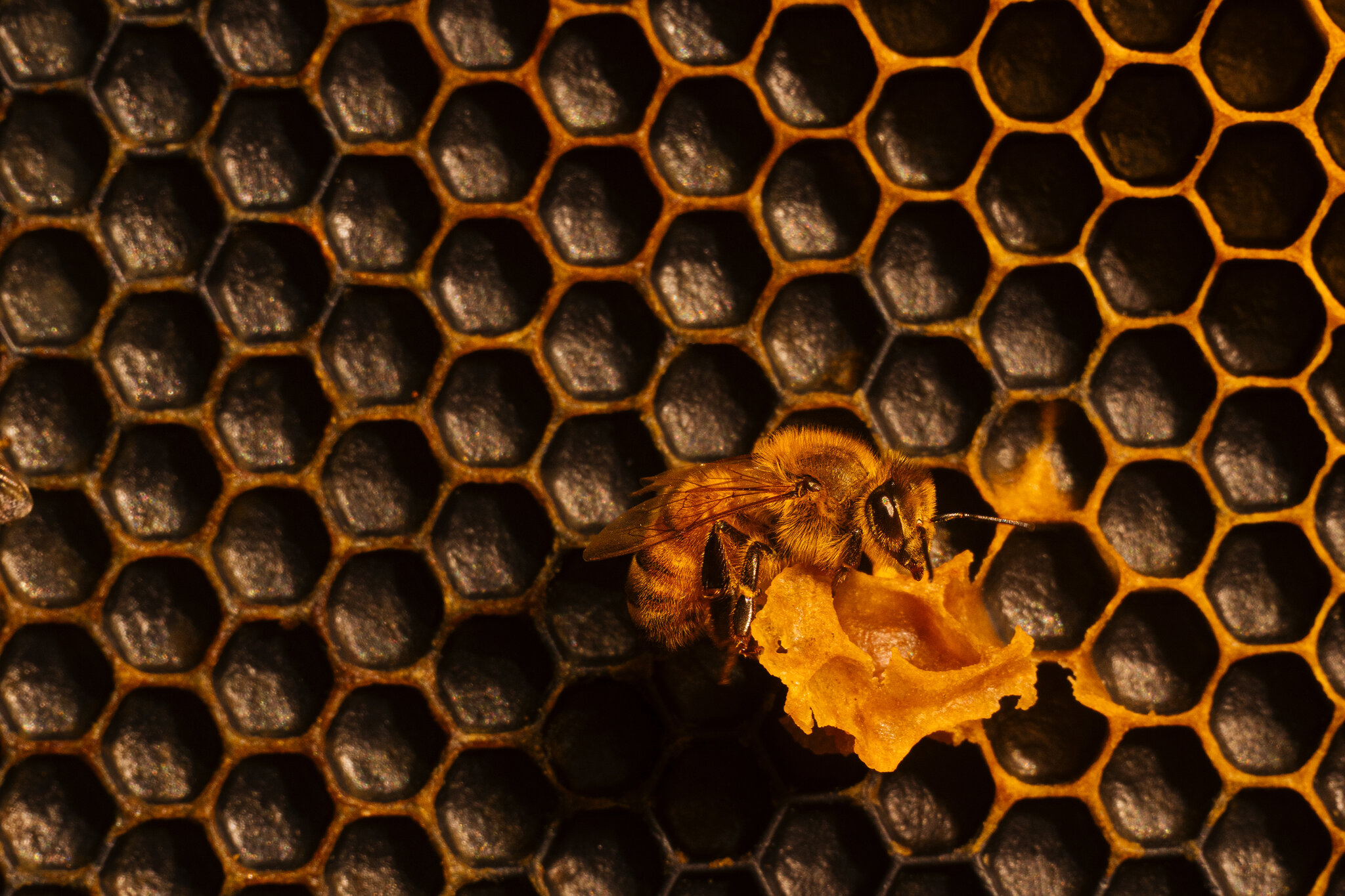 Honey, Call the Bee Vet!