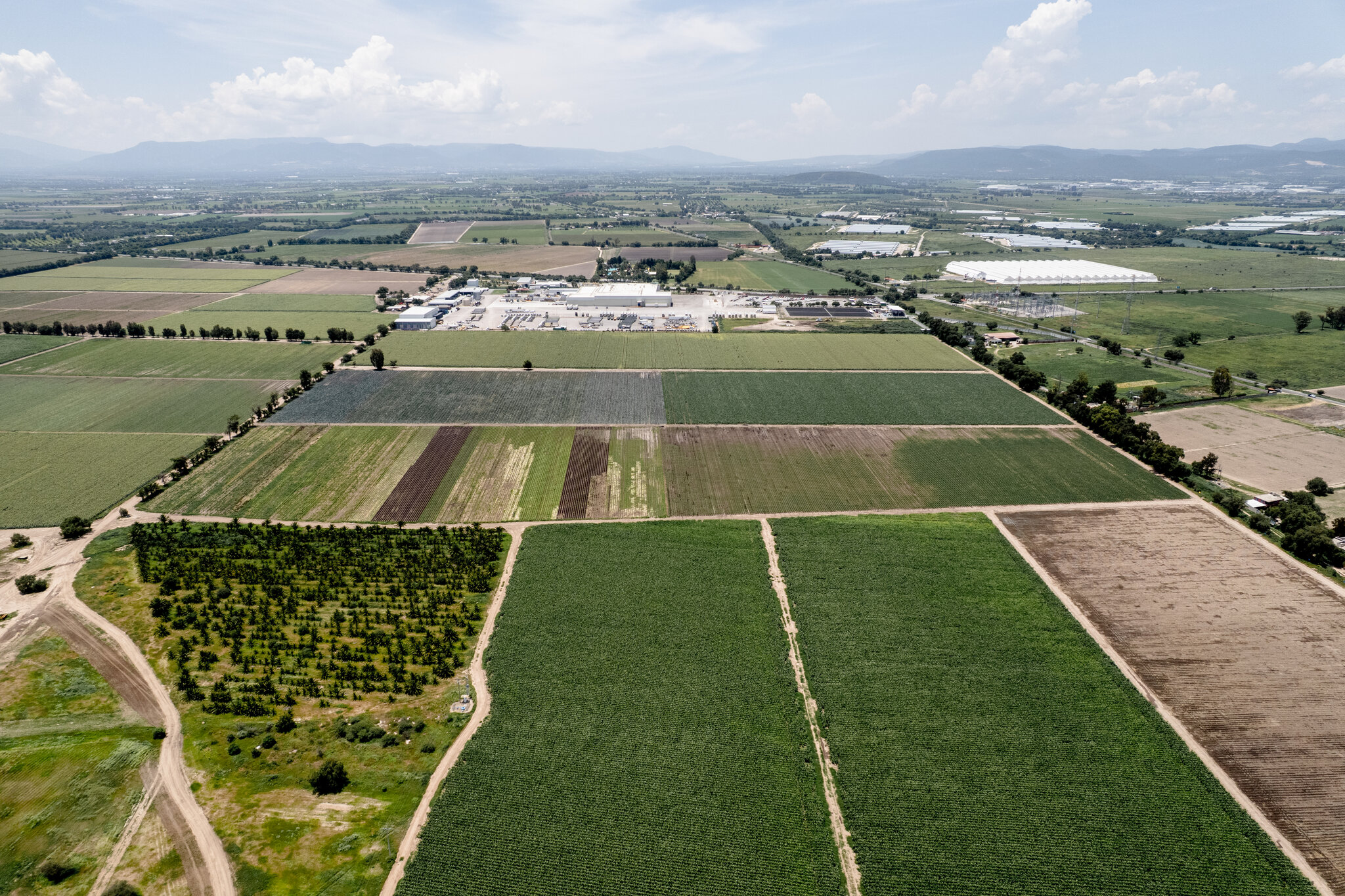 F.D.A. Official Says Food Supply Is Safe as Cyclosporiasis Cases Climb