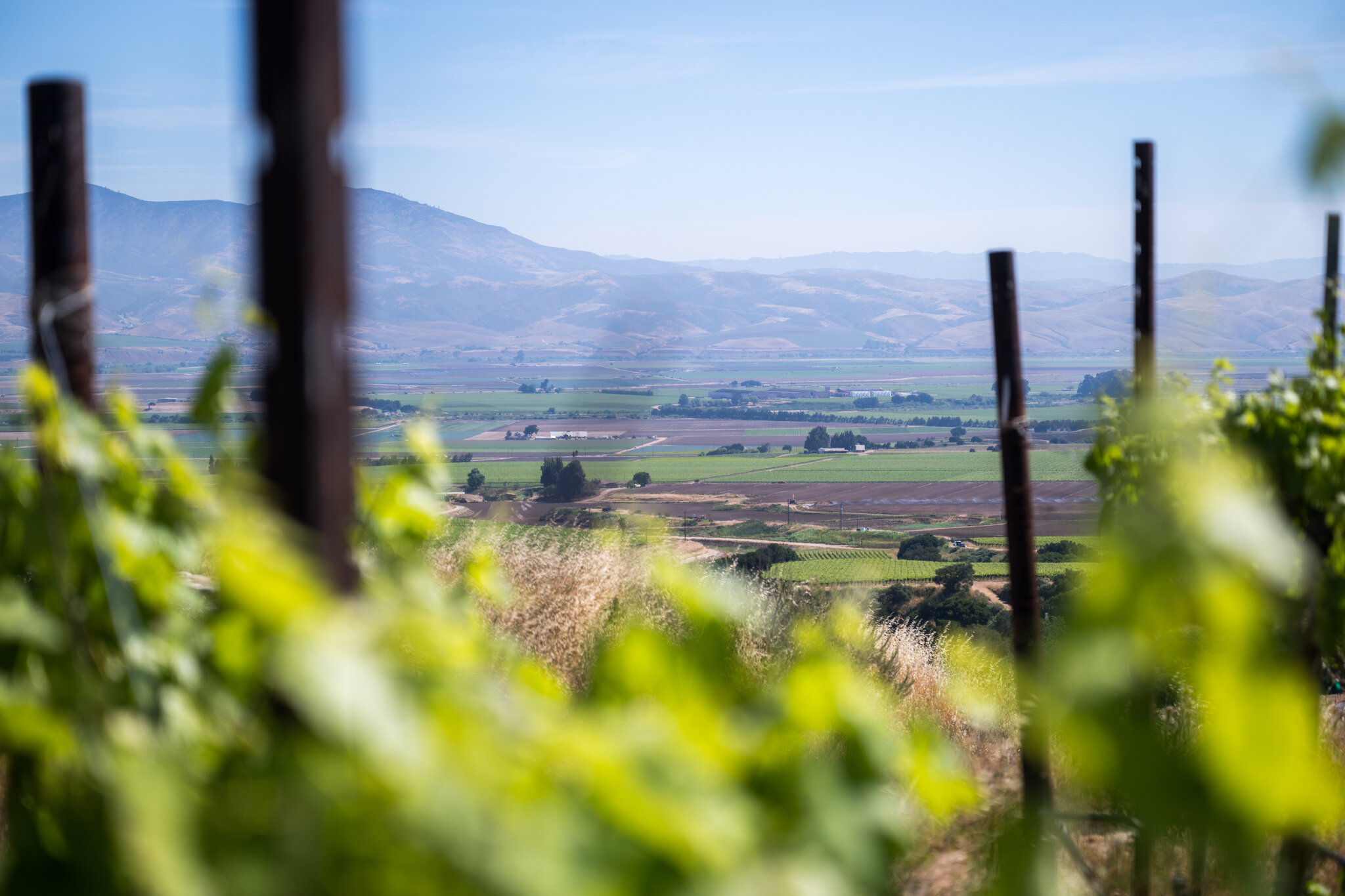 Sales Are So Low, California Wineries Are Burning Their Vineyards