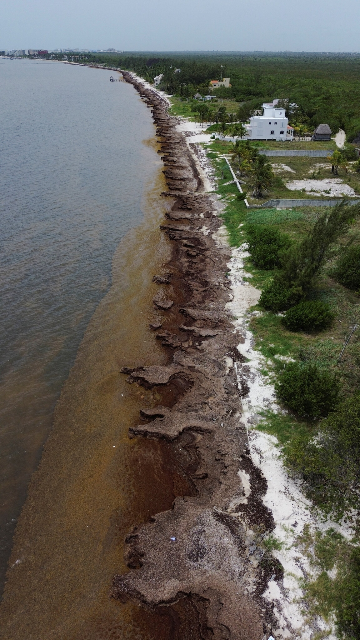 Mexico’s President Unveils Plan to Fight Seaweed That Is Choking Beaches