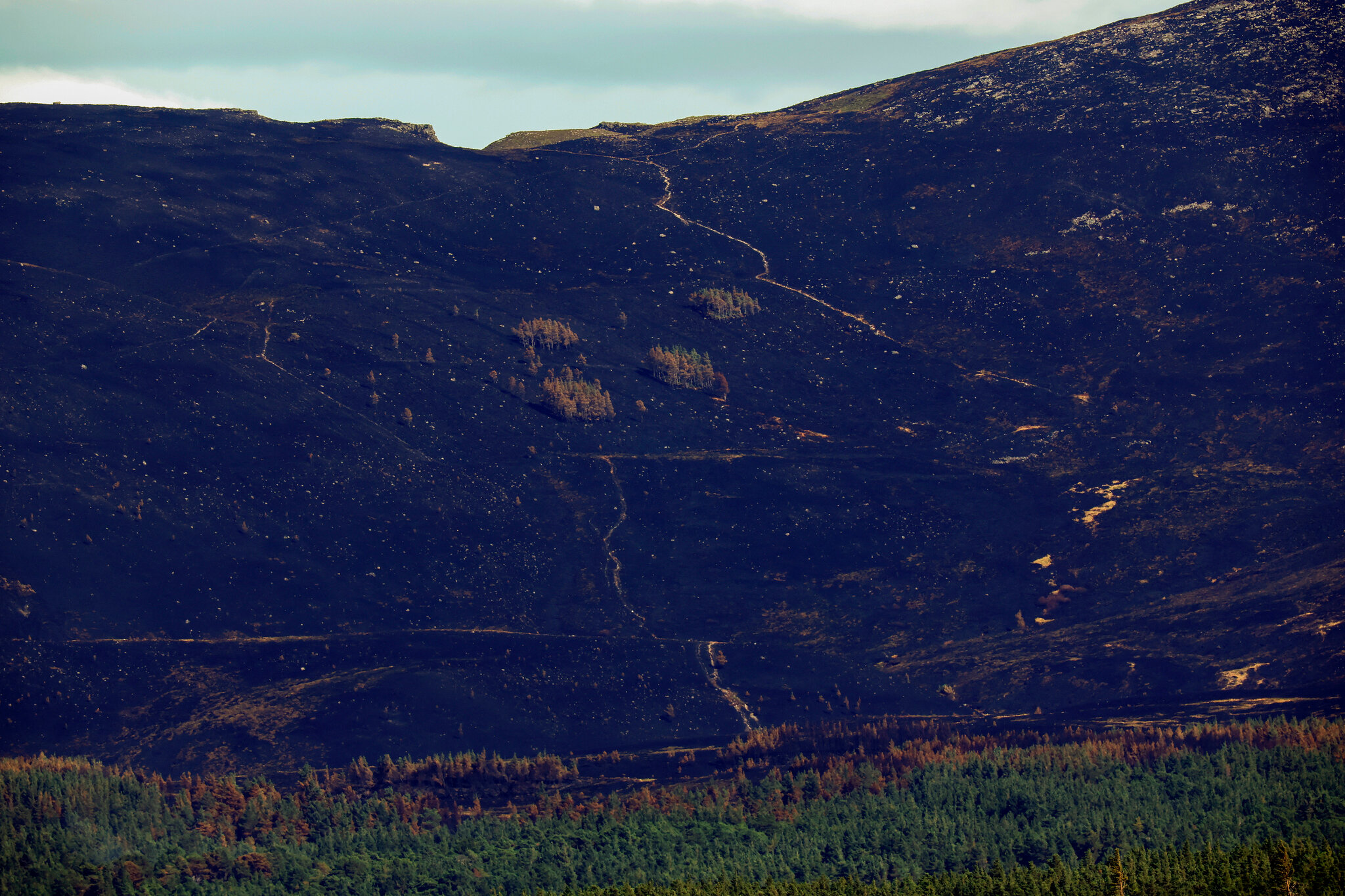 As Wildfires Plague Europe, Scotland Races to Save a Cherished National Park
