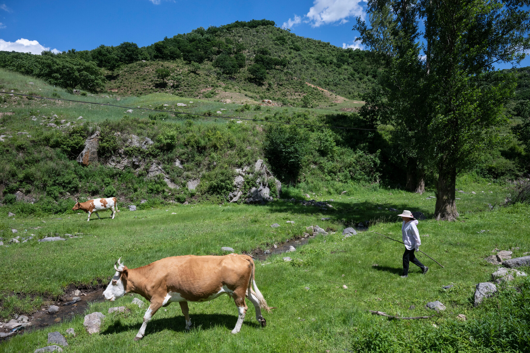 How Climate Change and Tariffs Help China Raise More Cattle