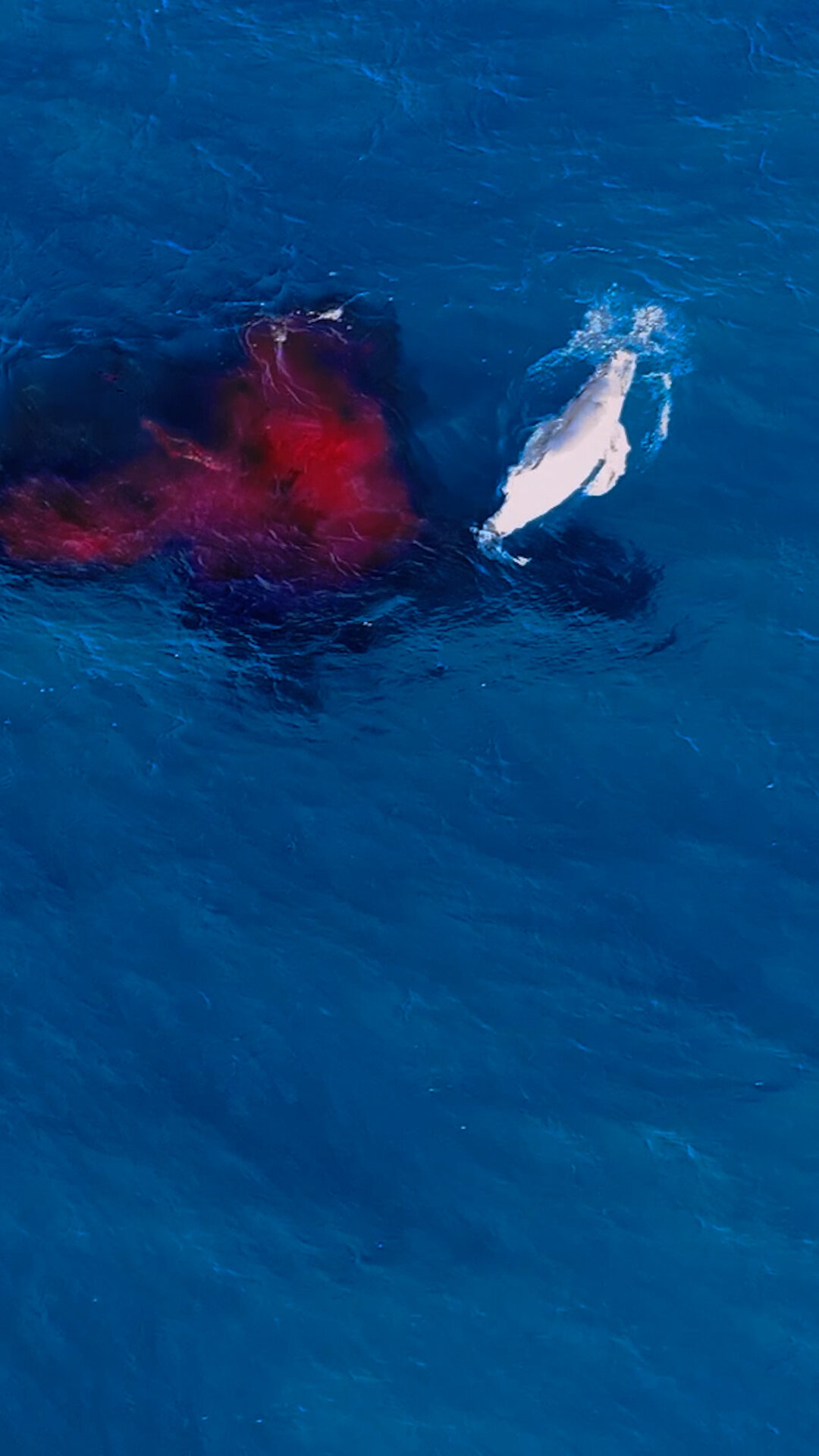 A Whale Gave Birth. A Drone Was There to Capture the Spectacle.