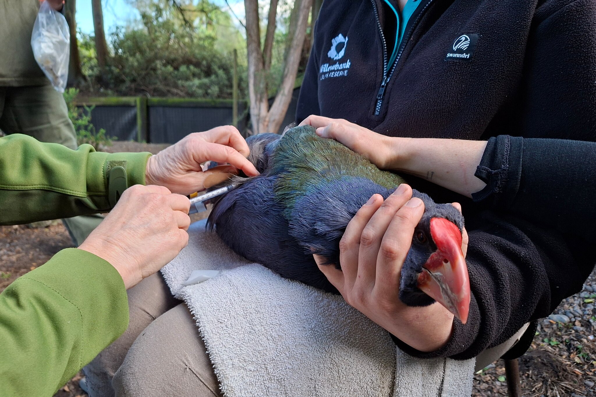 New Zealand Is Racing to Vaccinate Its Endangered Birds Against Avian Flu