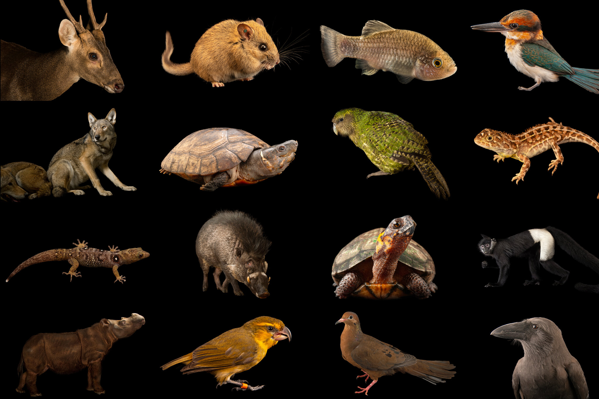 100 Animals and Plants Just Got Some Much-Needed Help