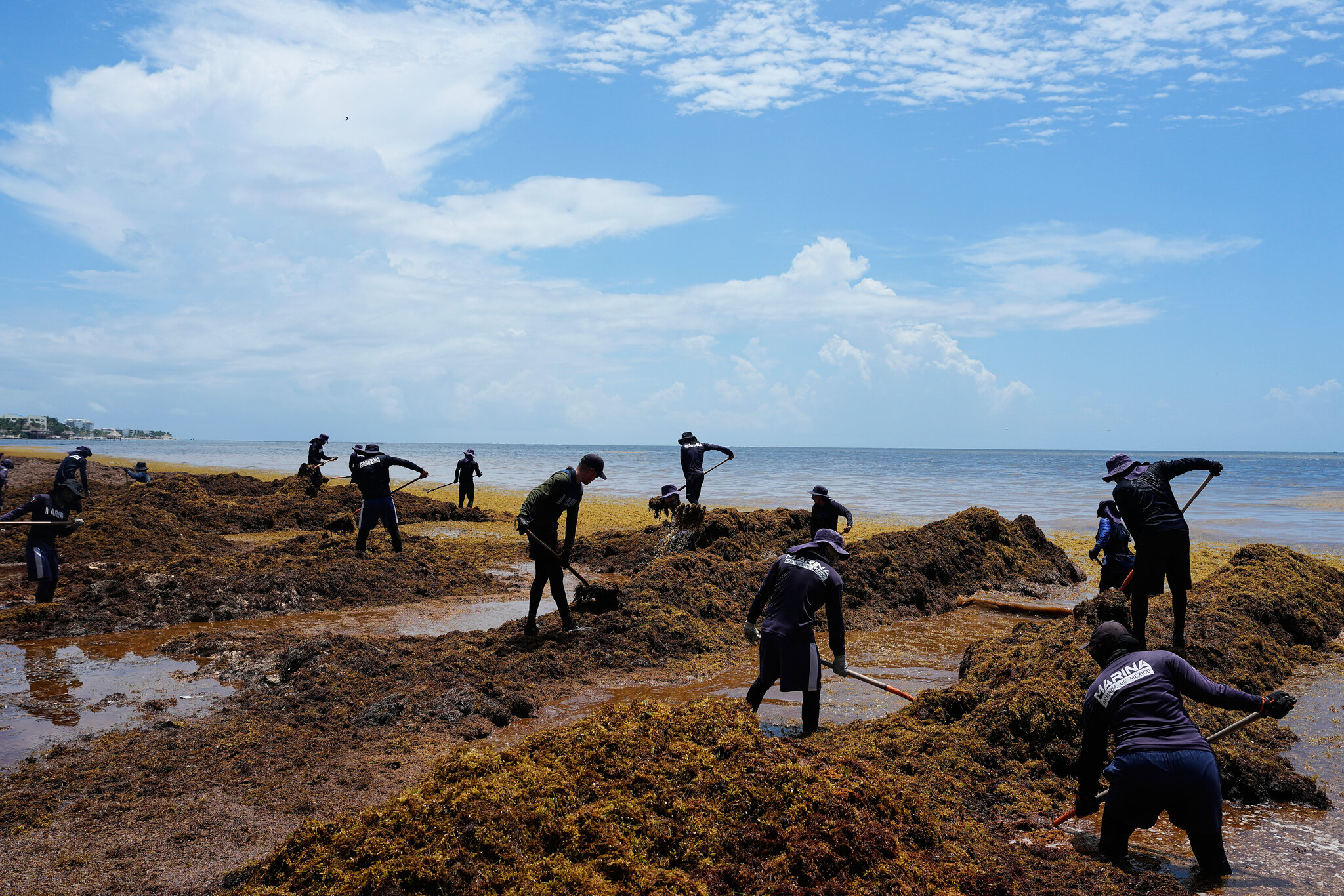 Mexico Declares War on Stinky Seaweed