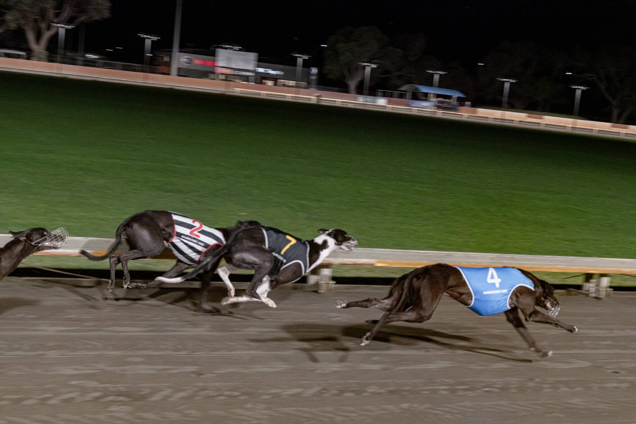 New Zealand Has Ended Greyhound Racing. Now It Has to Manage the Aftermath.