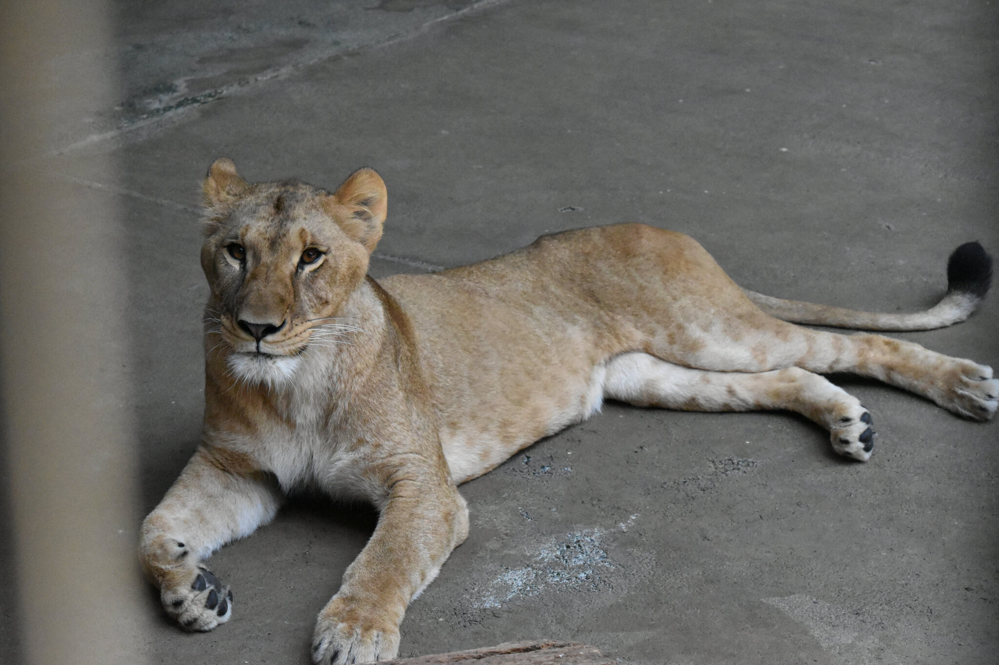 Stressed by Heat, 3 Lions Die at Tokyo Zoo