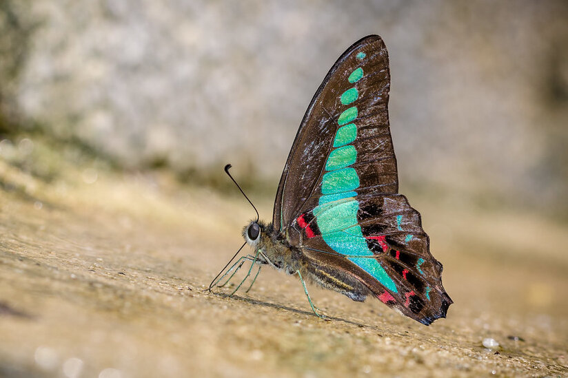Butterflies Take Flight in Face of Climate Change and Extreme Weather