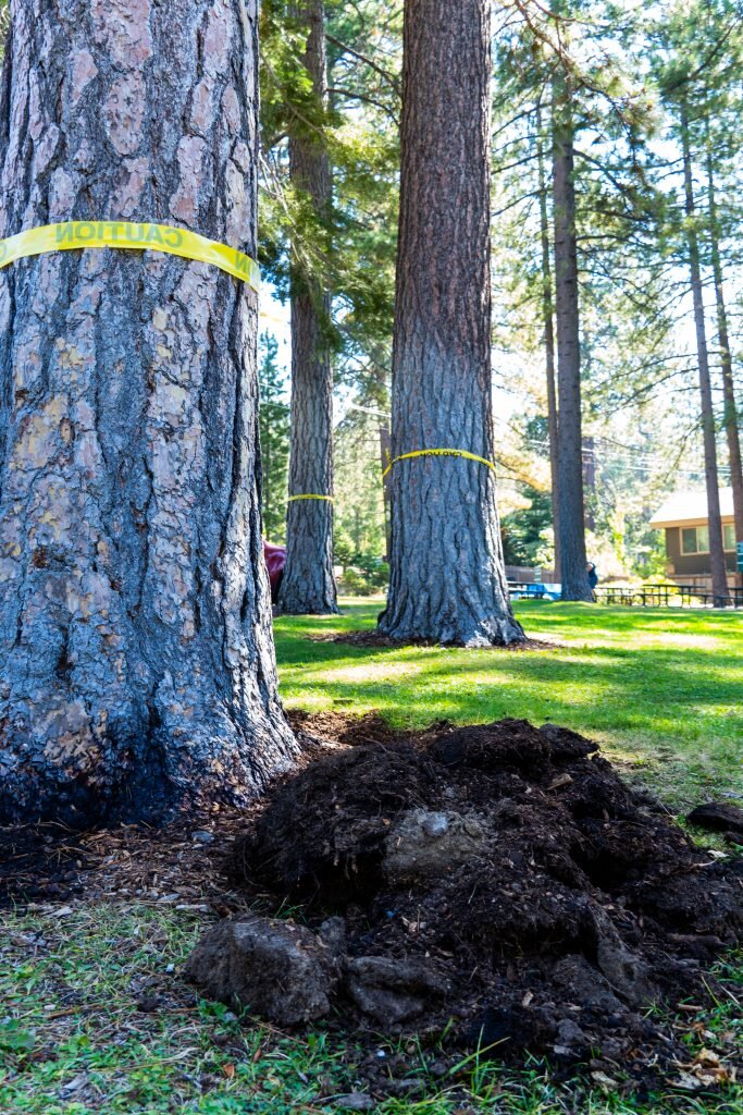 Someone Is Poisoning Trees Near Lake Tahoe