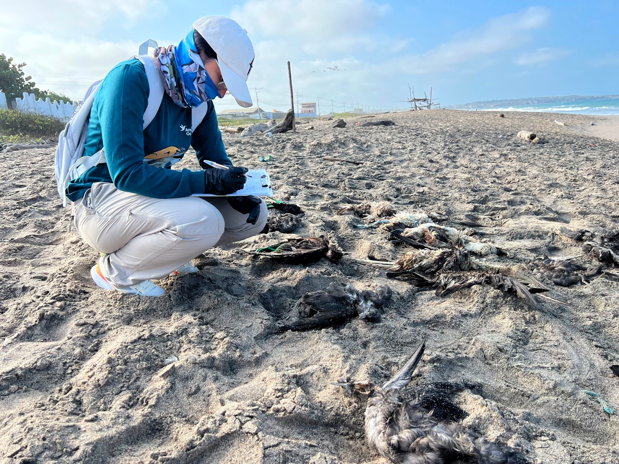 Birds Are Dying. Clues Point to El Niño.