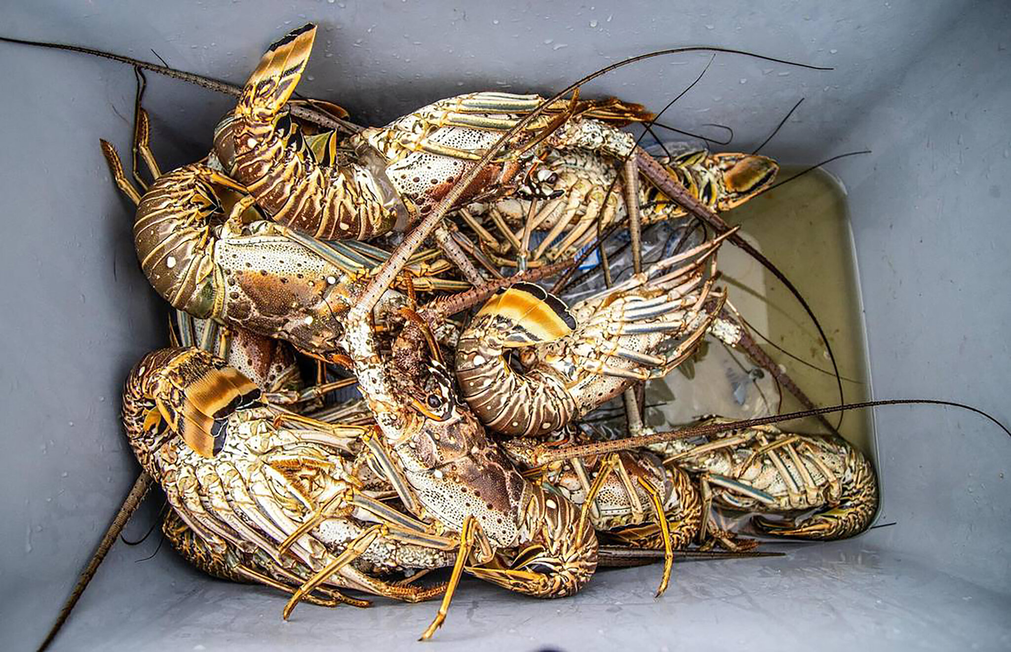 Florida Man Accused of Cutting Diver’s Air Supply in Lobster Dispute