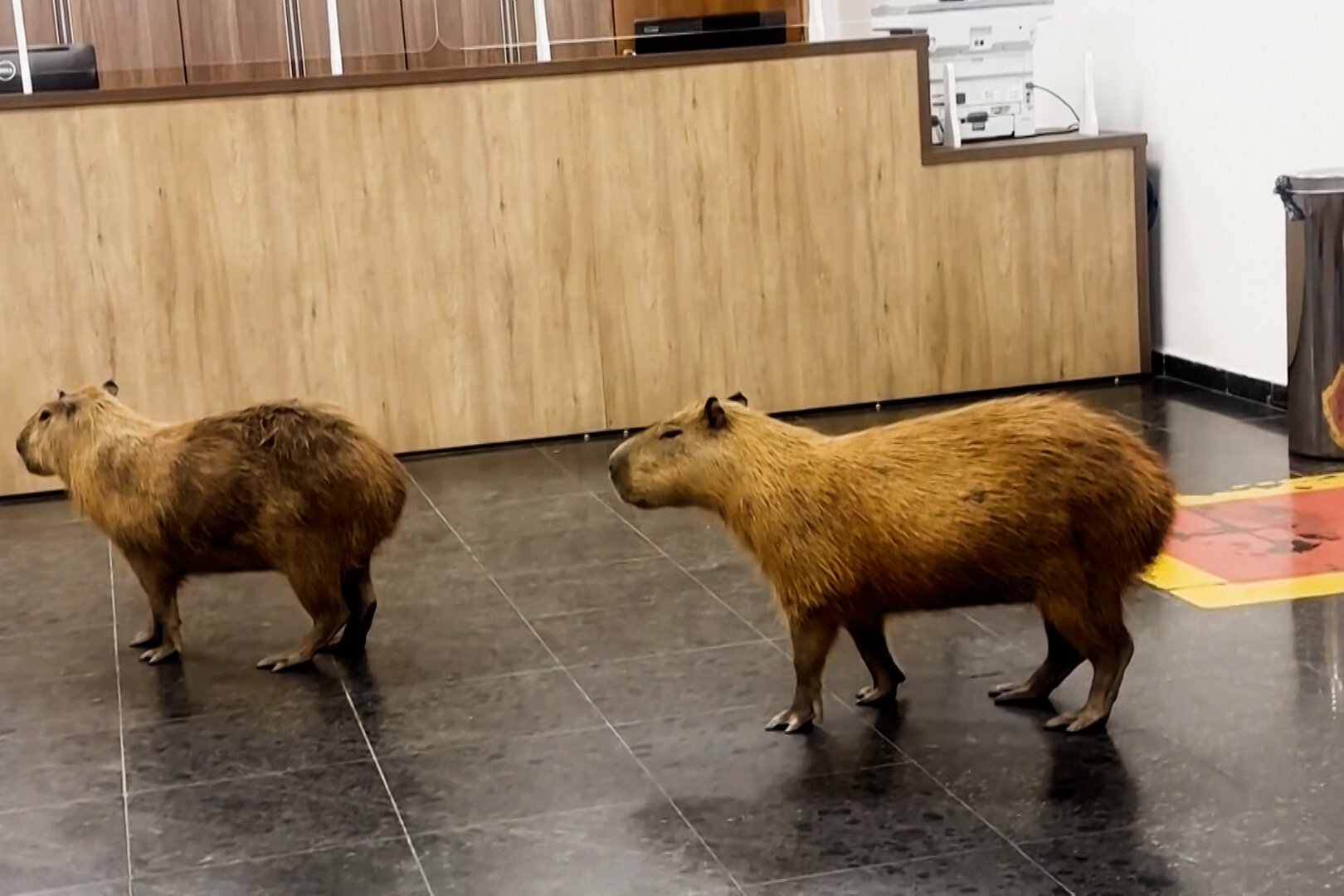 These Giant Rodents Lobbied a Brazilian Legislature