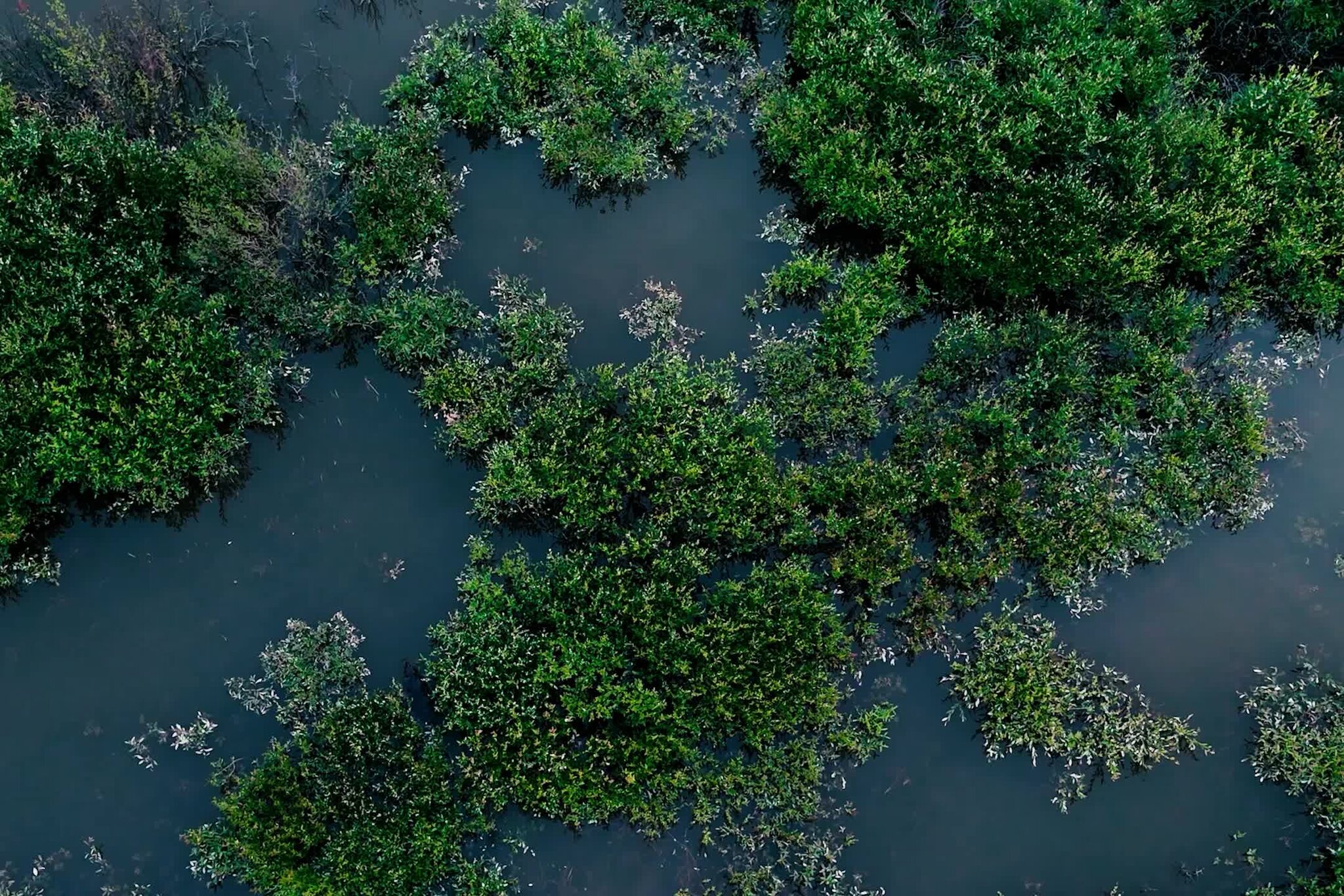 The Beavers Are Coming for Canada’s Arctic, One Dam at a Time