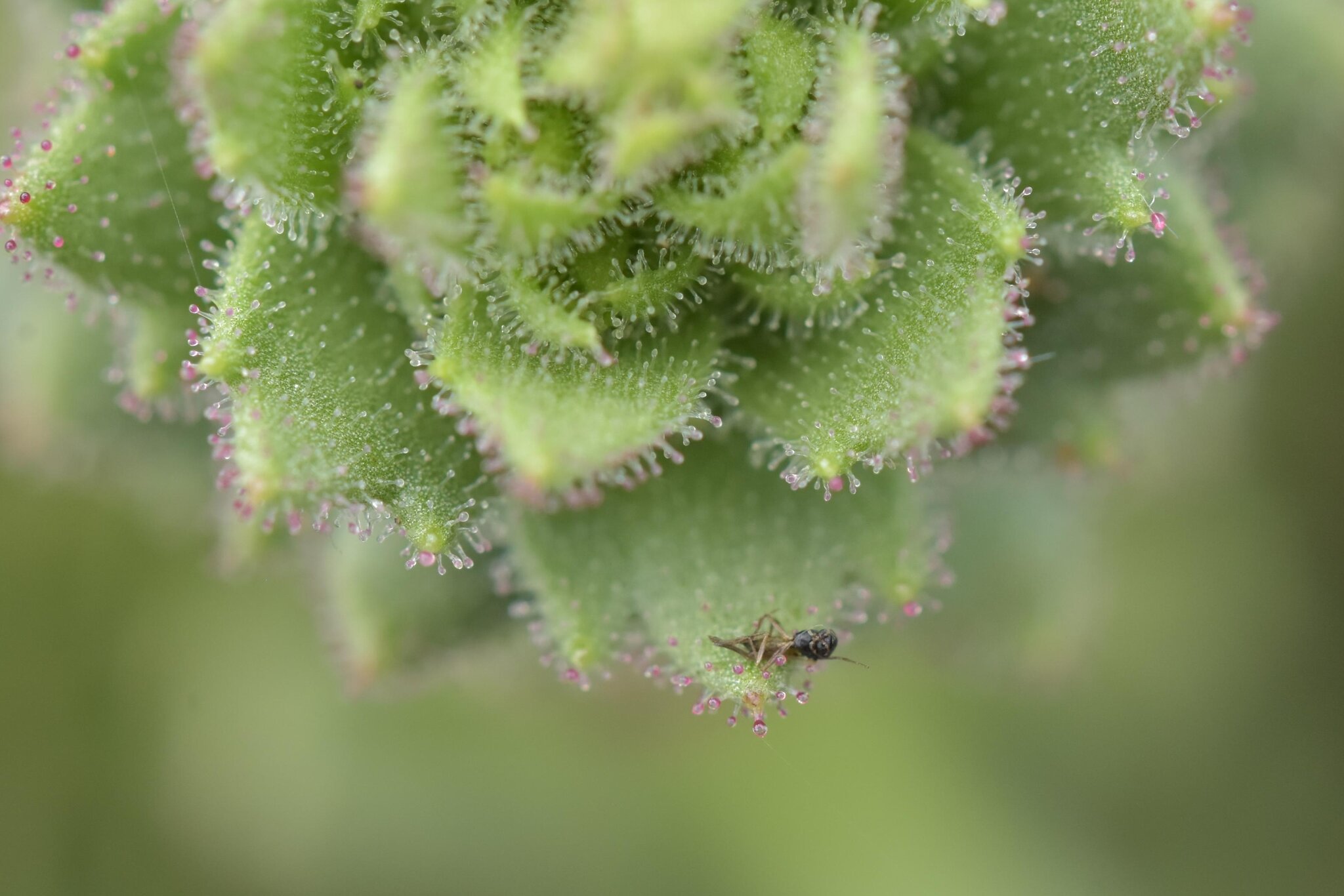 Darwin Was Right: These Plants Are Carnivores