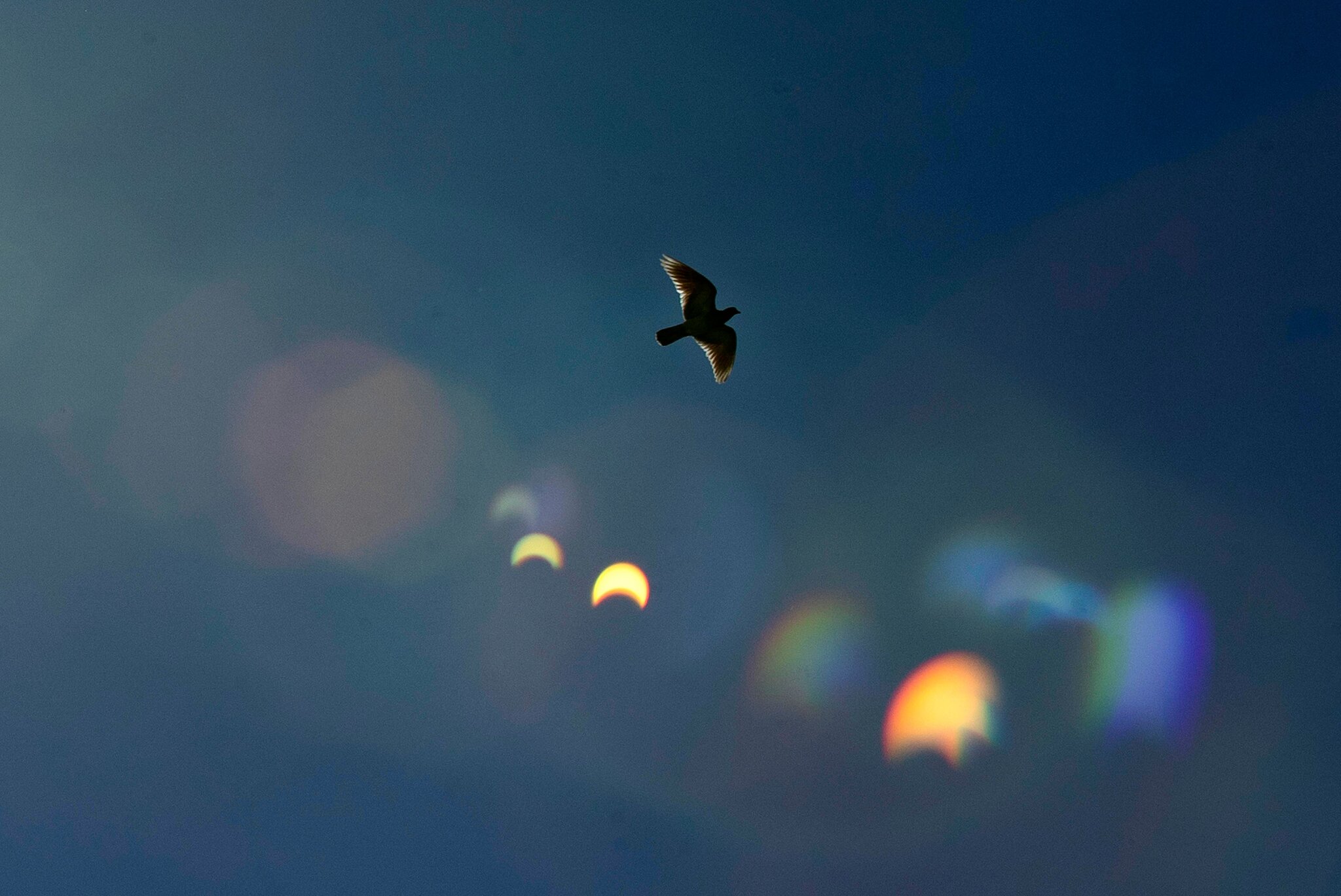What happens to animals during an eclipse?