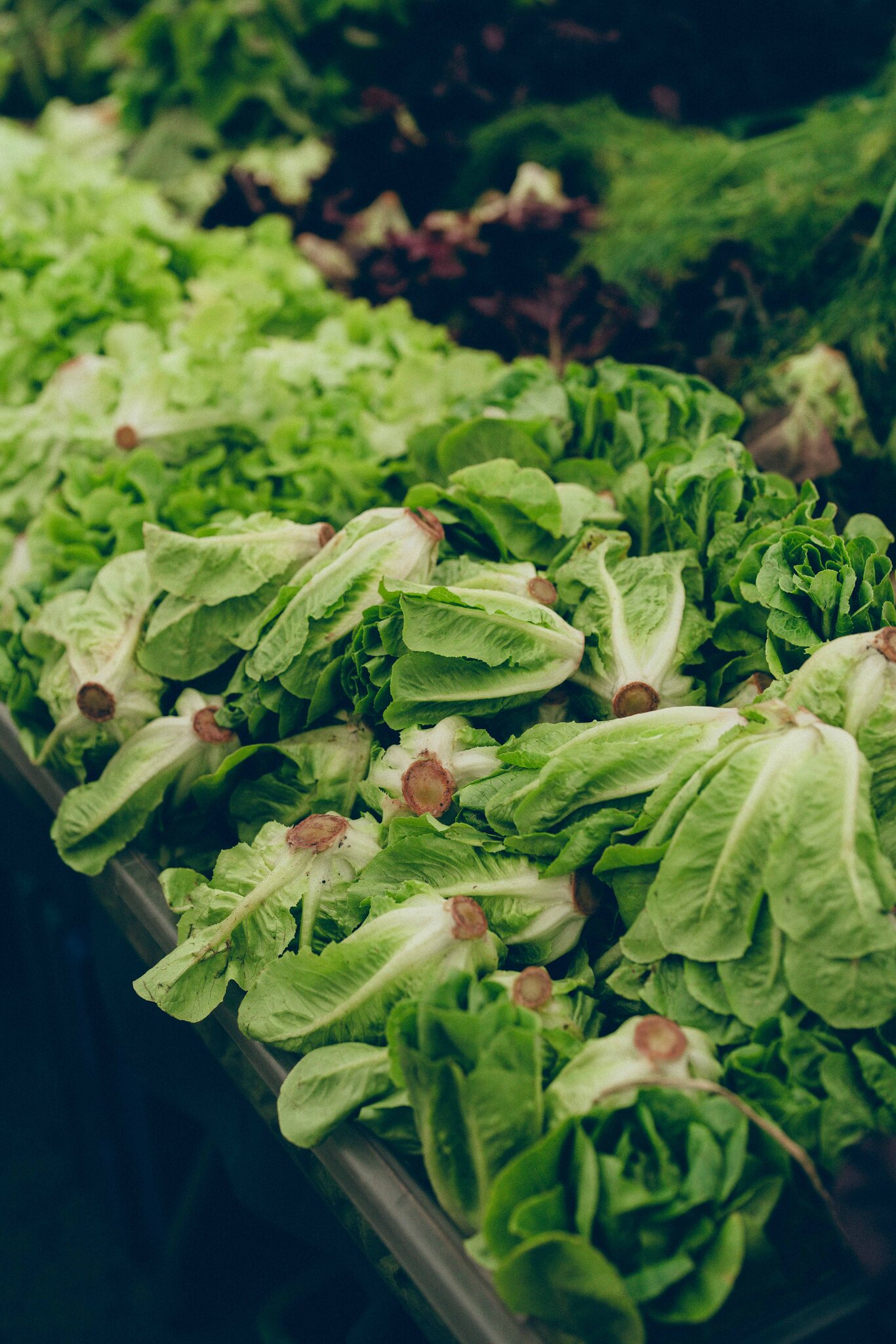 So Are We Eating Lettuce Again?