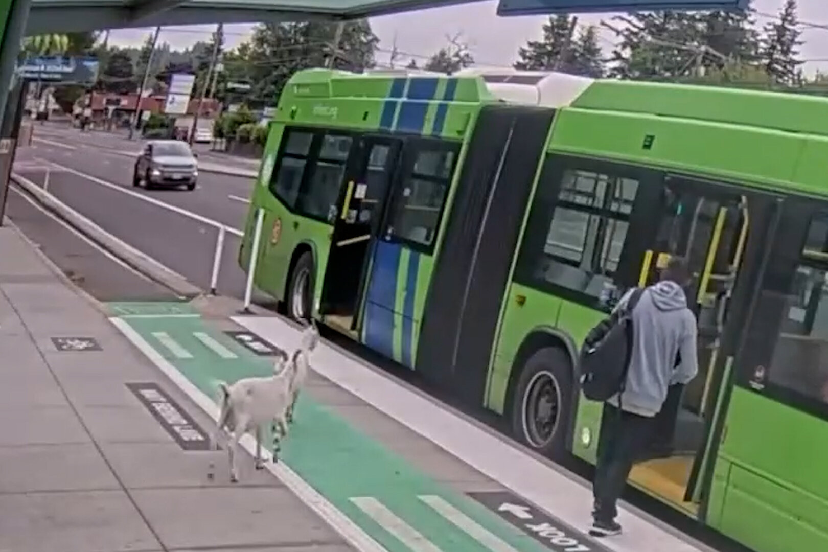 Two Billy Goats Boarded a Bus in Portland. They Did Not Have Passes.