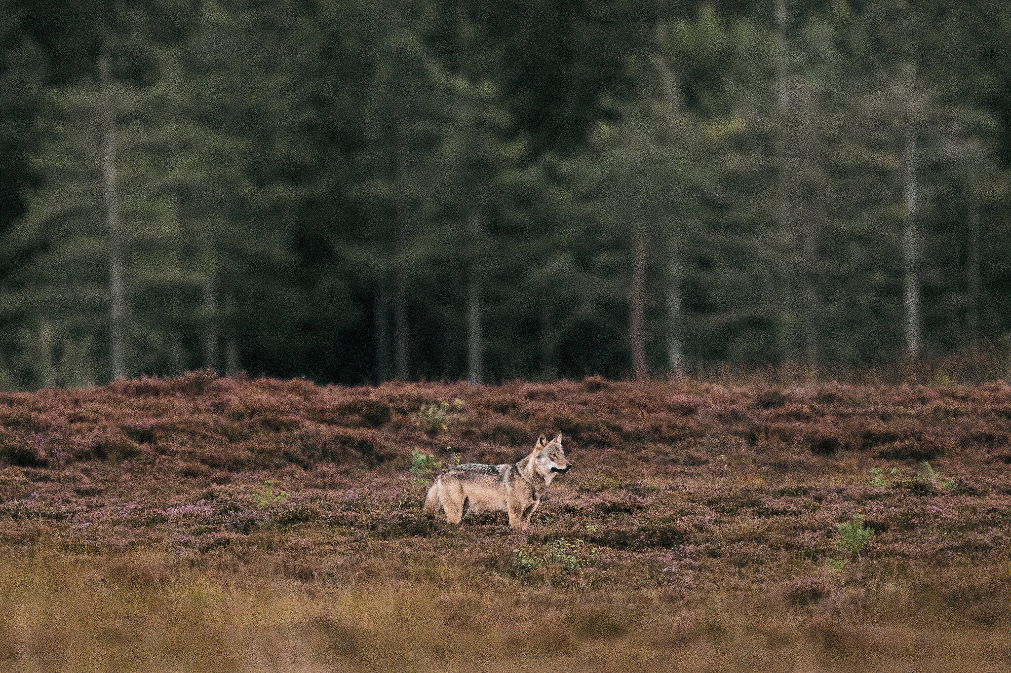 When a Rare Wolf Got Too Close, Denmark Faced a Conservation Dilemma