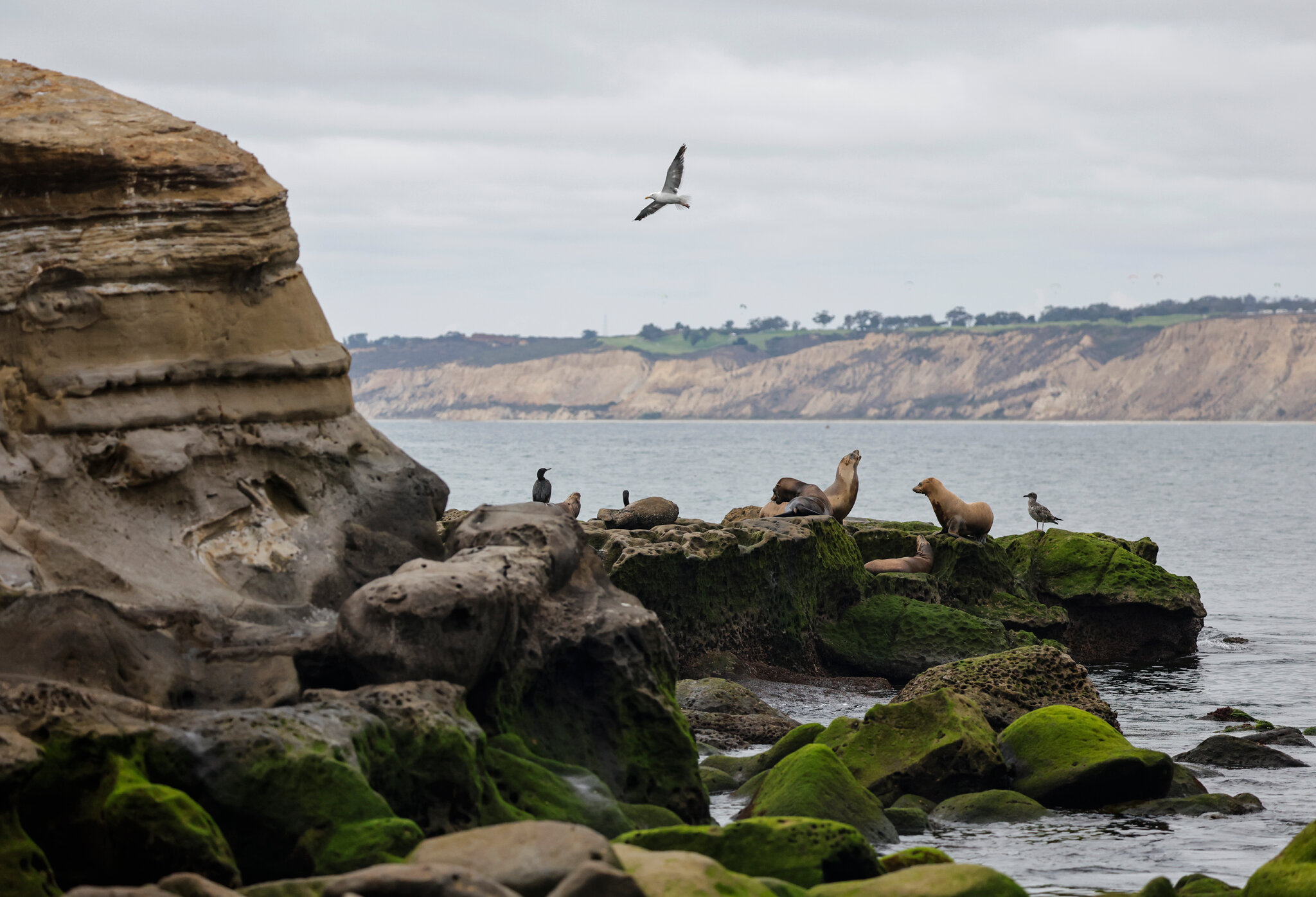 Man, 18, Pleads Guilty to Repeatedly Kicking Sea Lion in California