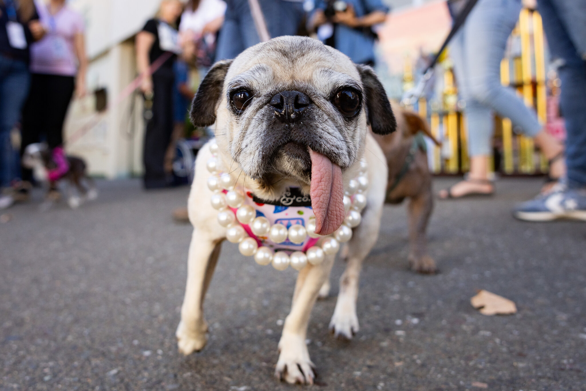 Jinny Lu, the World’s Ugliest Dog, Proves That Looks Aren’t Everything